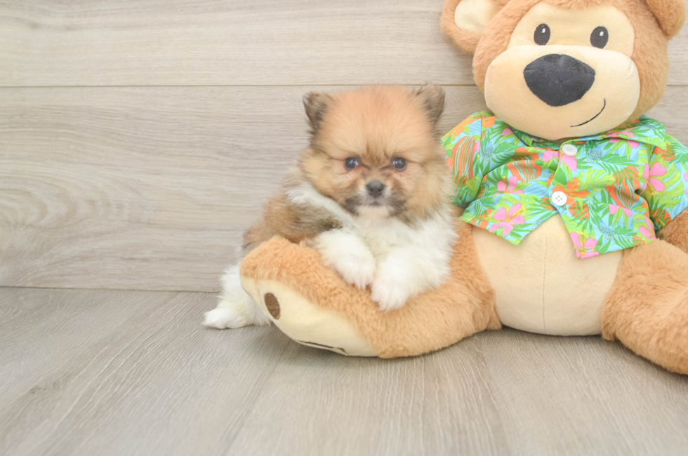 5 week old Pomeranian Puppy For Sale - Premier Pups