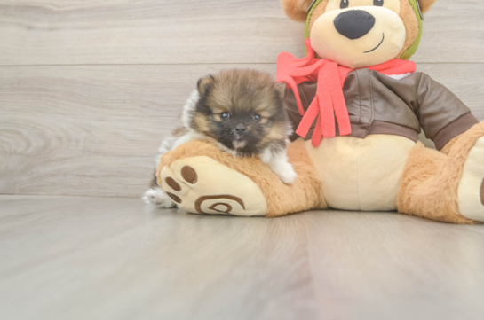 5 week old Pomeranian Puppy For Sale - Premier Pups Playful Pomeranian Baby