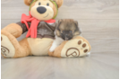 Funny Pomeranian Purebred Pup