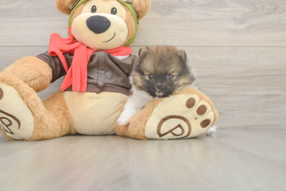 Funny Pomeranian Purebred Pup