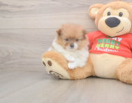 6 week old Pomeranian Puppy For Sale - Premier Pups
