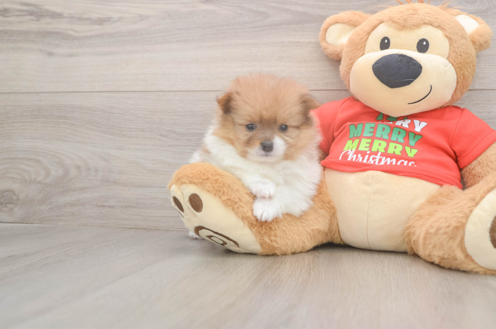 5 week old Pomeranian Puppy For Sale - Premier Pups