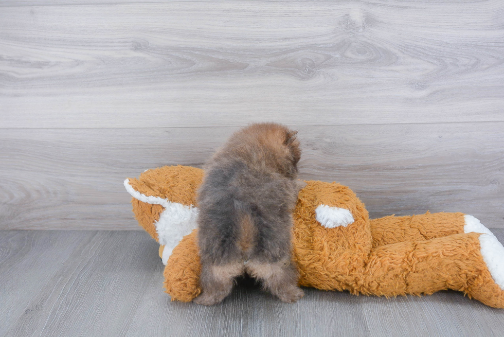 Playful Pomeranian Purebred Pup