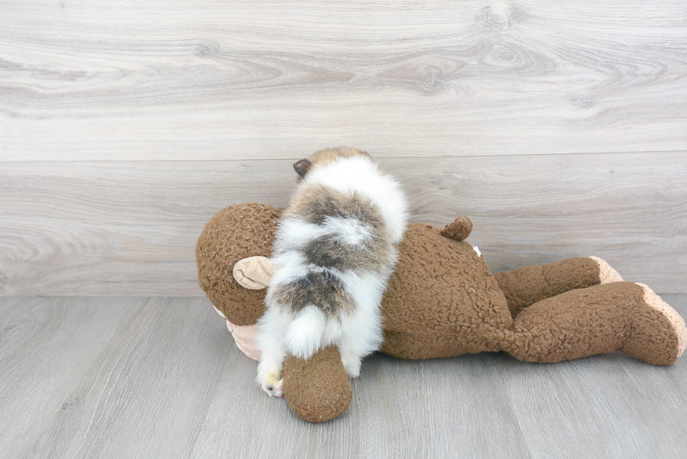 Fluffy Pomeranian Purebred Puppy