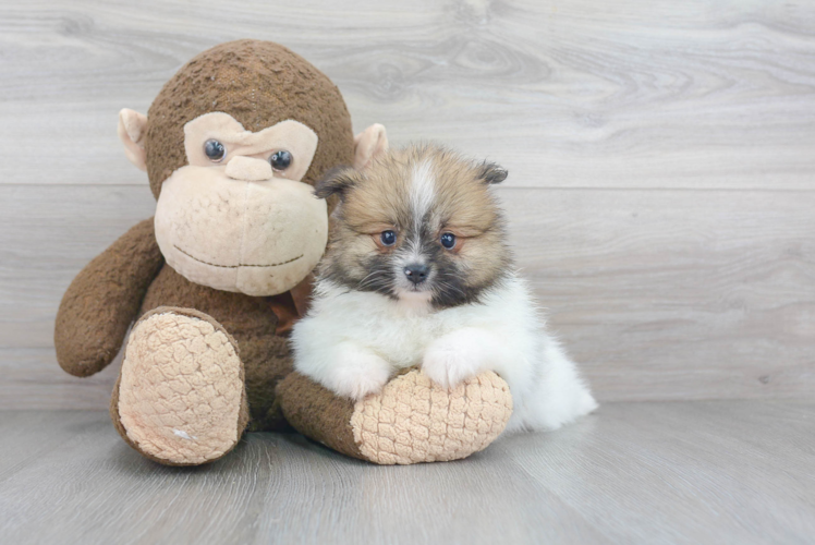 Best Pomeranian Baby