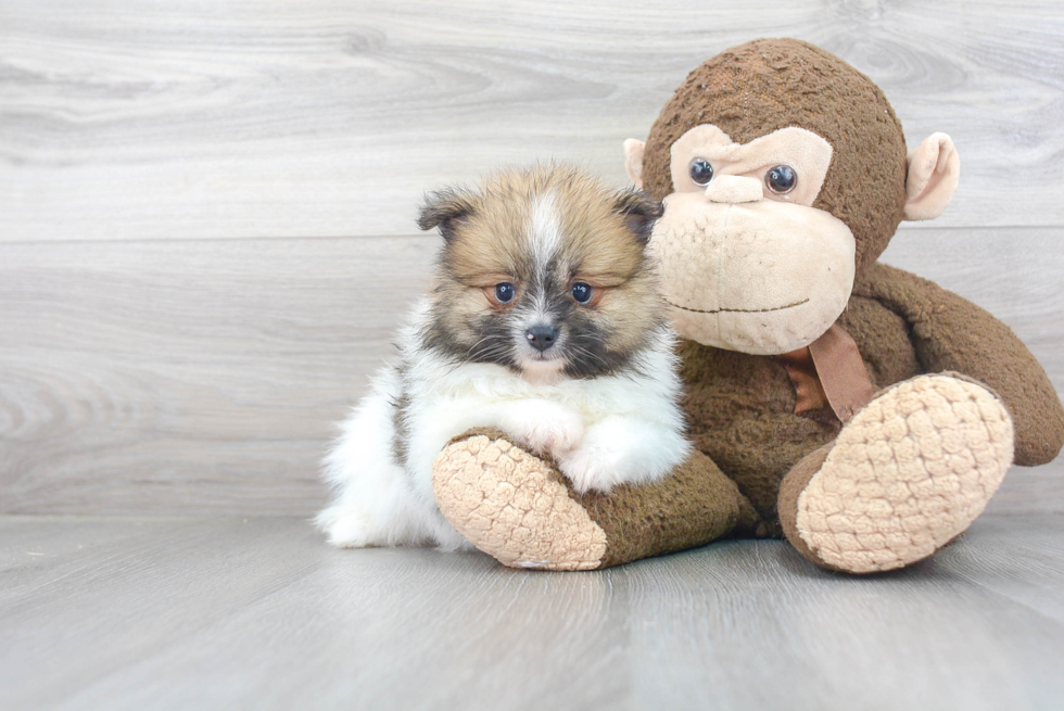 Hypoallergenic Pomeranian Baby