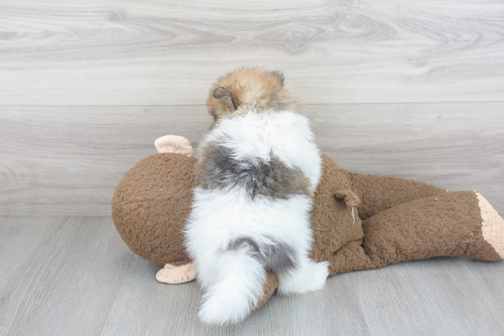 Popular Pomeranian Baby