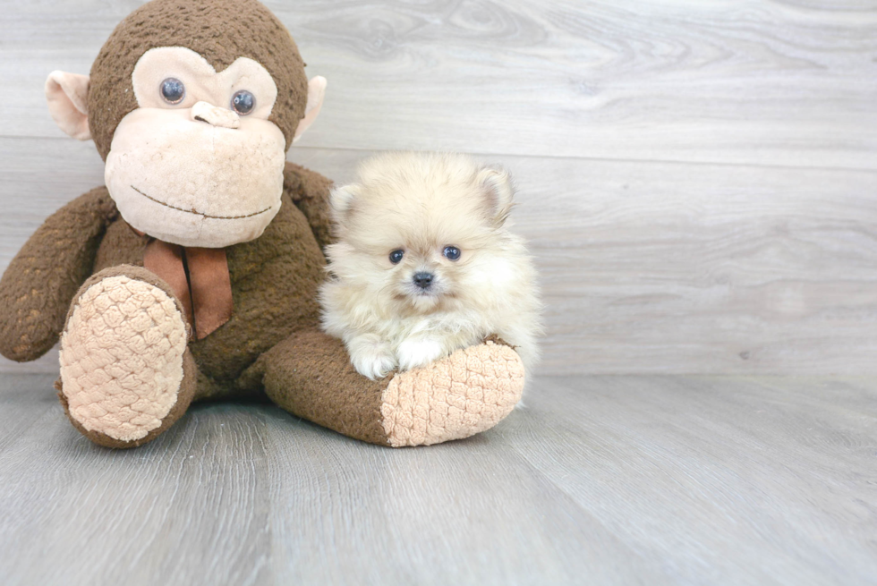 Little Pomeranian Purebred Pup