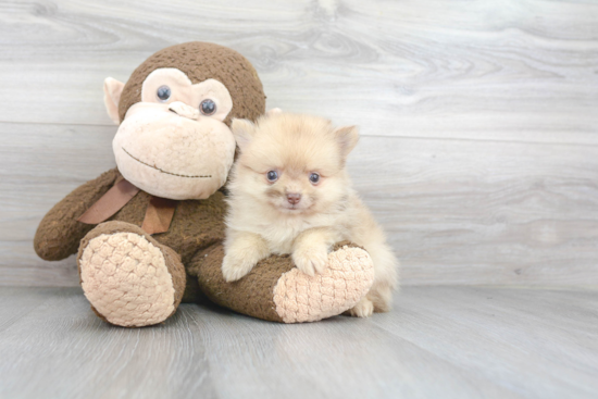 Playful Pomeranian Baby