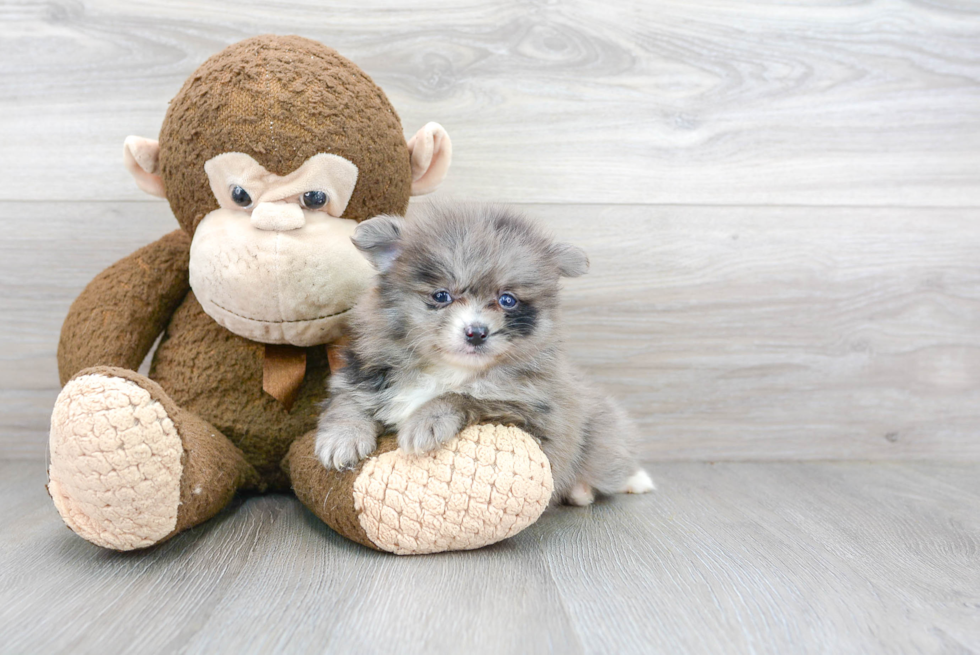 Friendly Pomeranian Baby