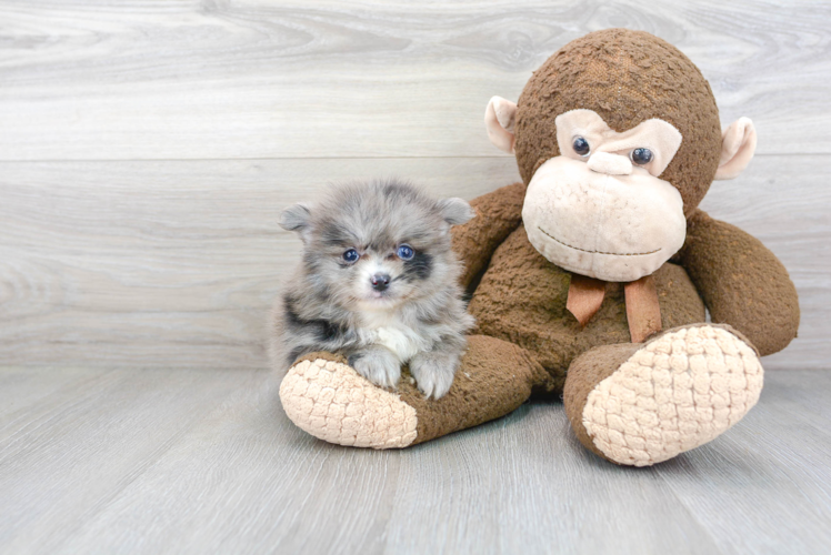 Playful Pomeranian Purebred Pup