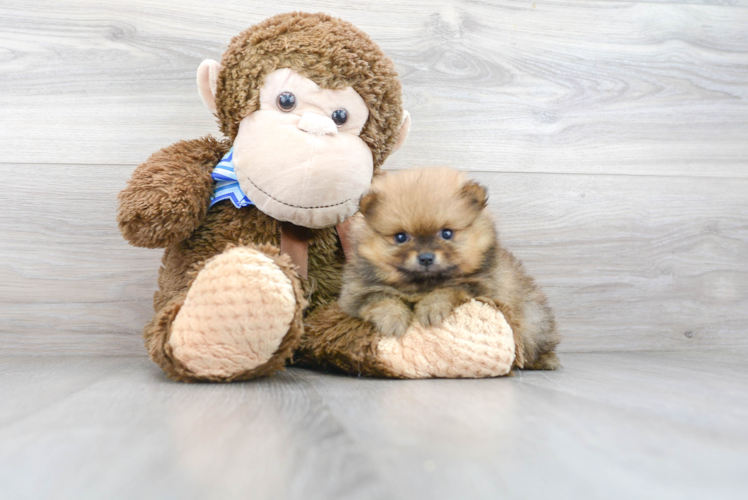 Fluffy Pomeranian Purebred Puppy