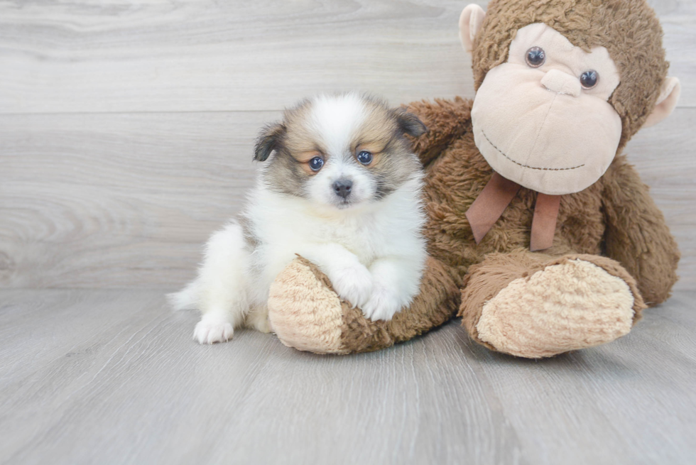 Fluffy Pomeranian Purebred Puppy