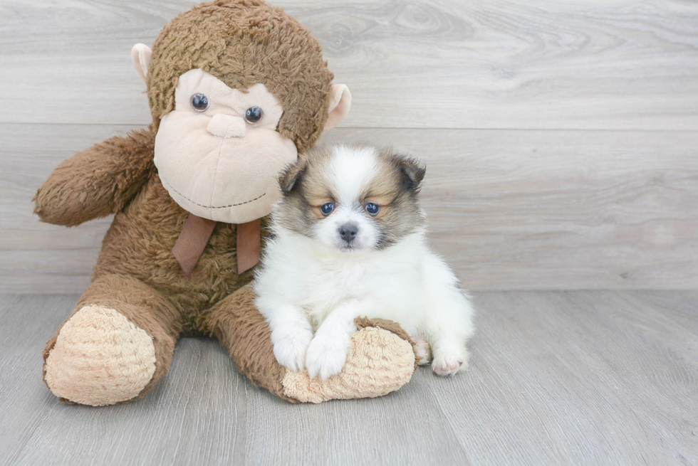 Sweet Pomeranian Purebred Puppy