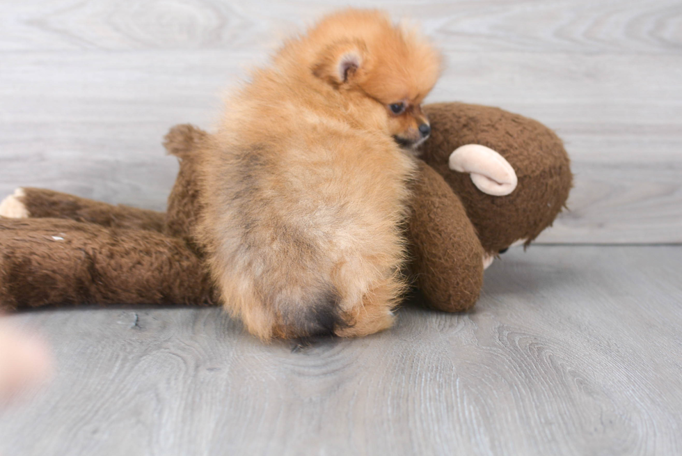 Pomeranian Pup Being Cute