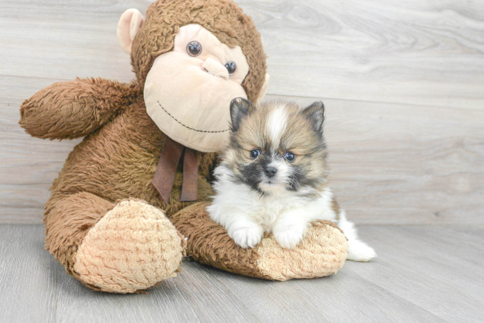 Playful Pomeranian Baby