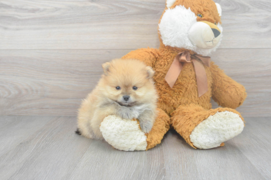 Happy Pomeranian Purebred Puppy