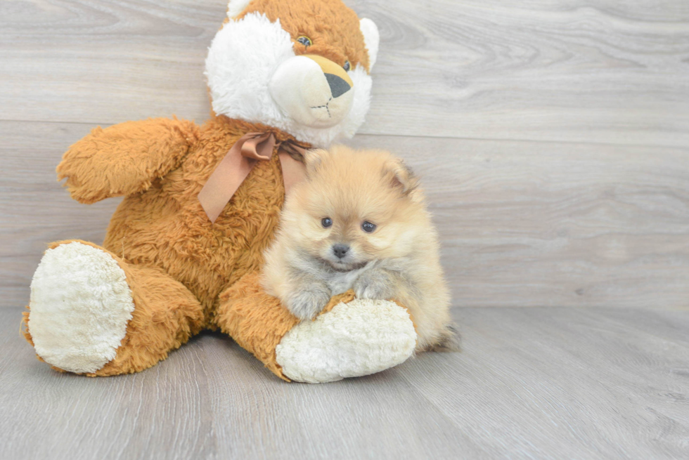 Fluffy Pomeranian Purebred Puppy