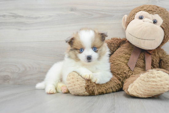 Pomeranian Pup Being Cute