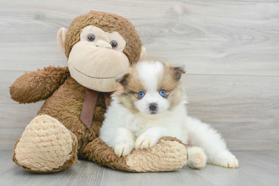 Playful Pomeranian Baby