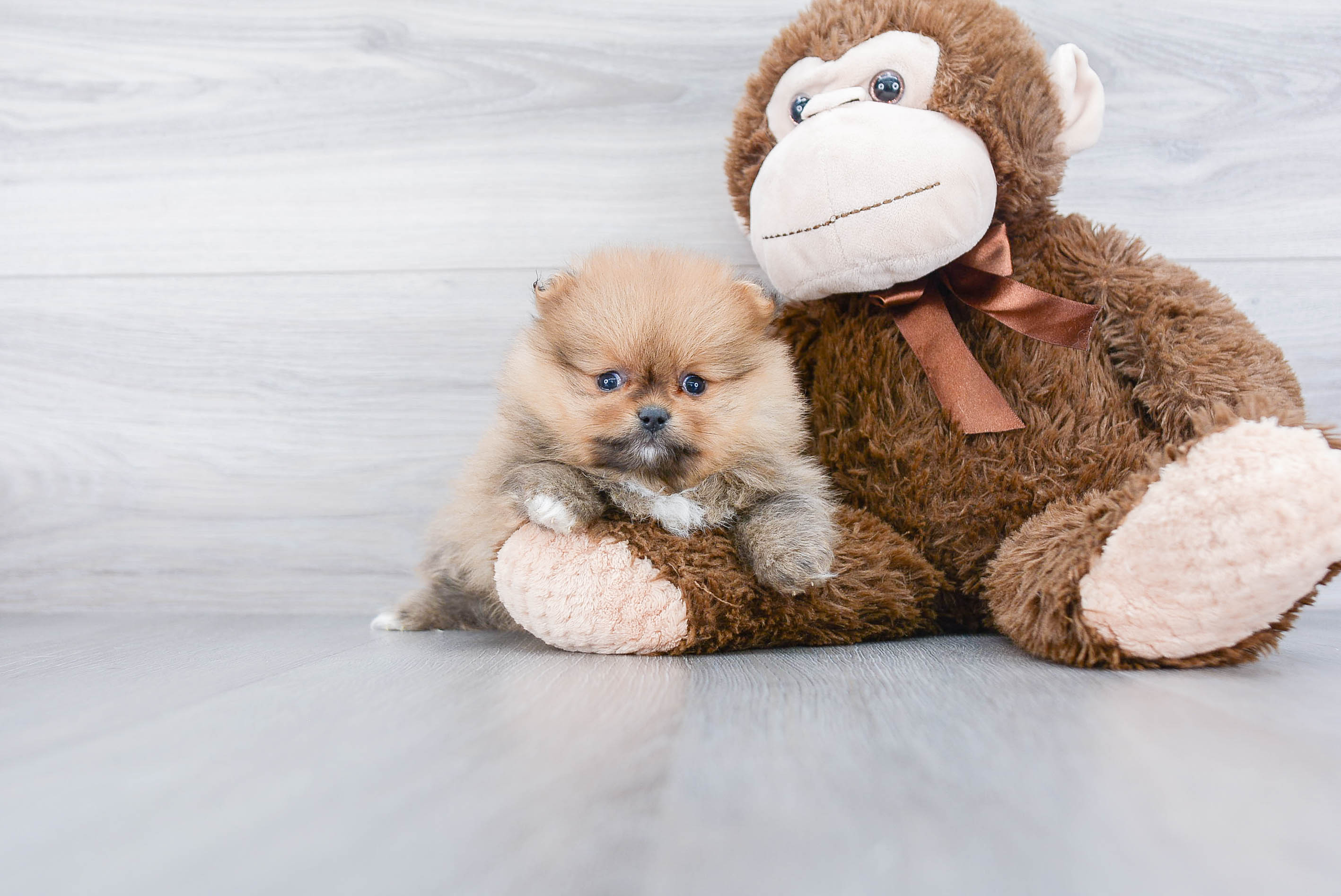 Pomeranian Pup Being Cute