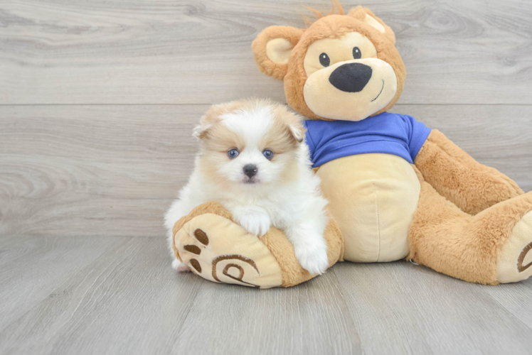 Petite Pomeranian Purebred Puppy