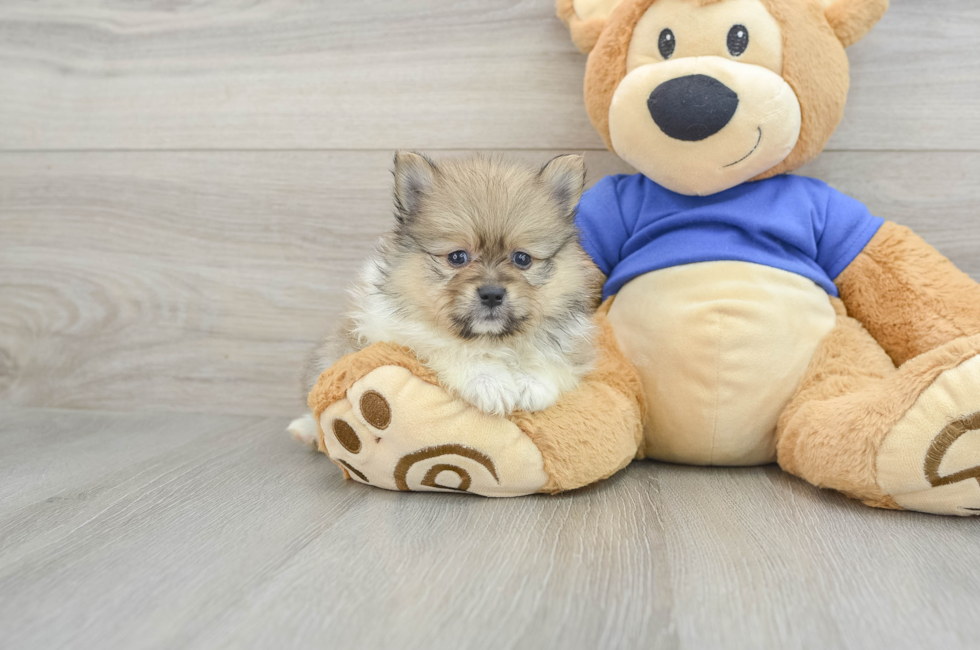 9 week old Pomeranian Puppy For Sale - Premier Pups