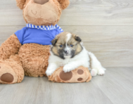 6 week old Pomeranian Puppy For Sale - Premier Pups