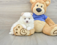 9 week old Pomeranian Puppy For Sale - Premier Pups