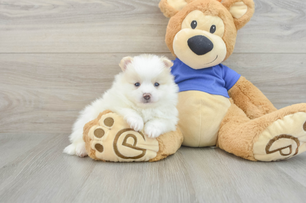 5 week old Pomeranian Puppy For Sale - Premier Pups