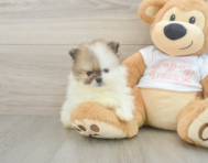 6 week old Pomeranian Puppy For Sale - Premier Pups