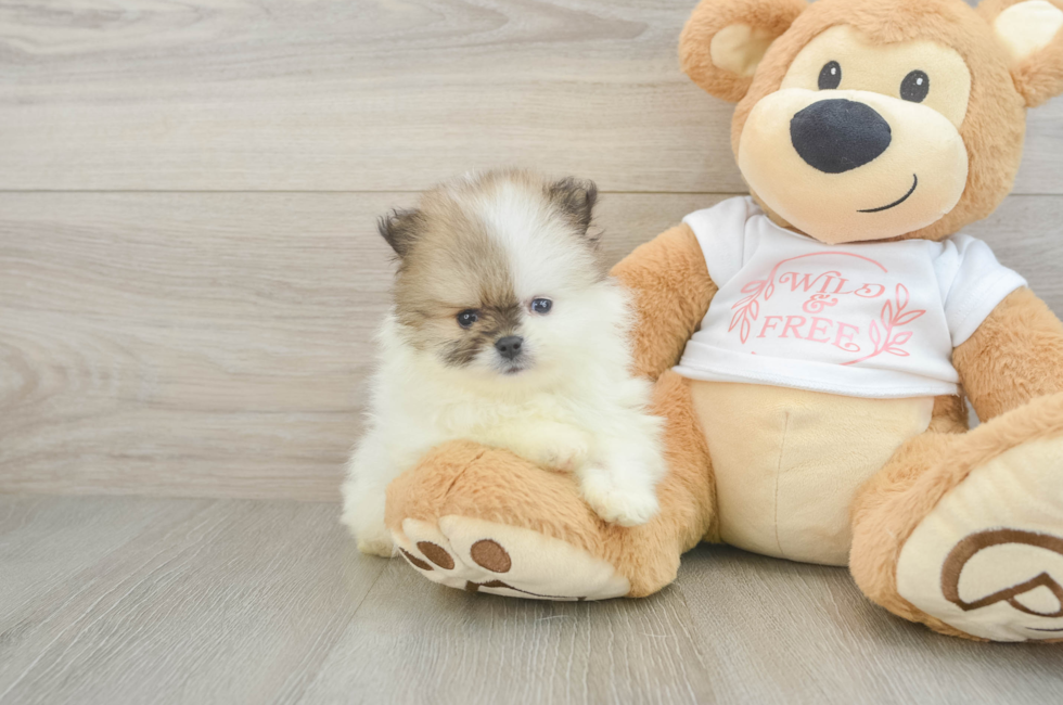 5 week old Pomeranian Puppy For Sale - Premier Pups