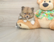 5 week old Pomeranian Puppy For Sale - Premier Pups