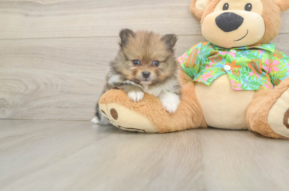 5 week old Pomeranian Puppy For Sale - Premier Pups