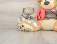 8 week old Pomeranian Puppy For Sale - Premier Pups