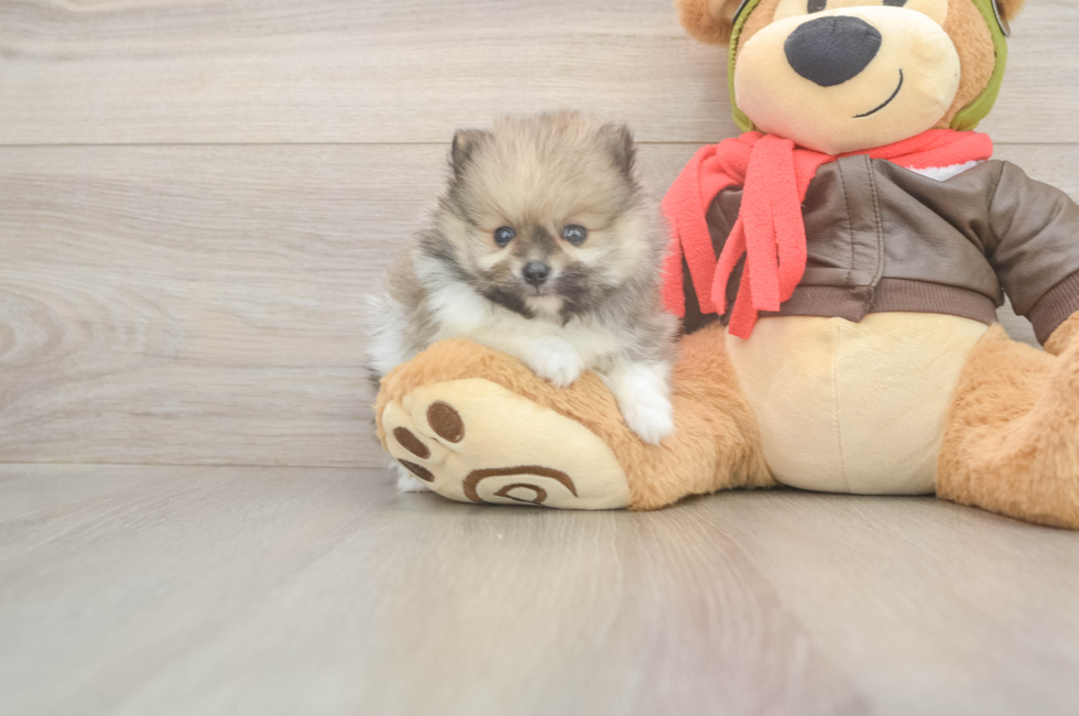 5 week old Pomeranian Puppy For Sale - Premier Pups