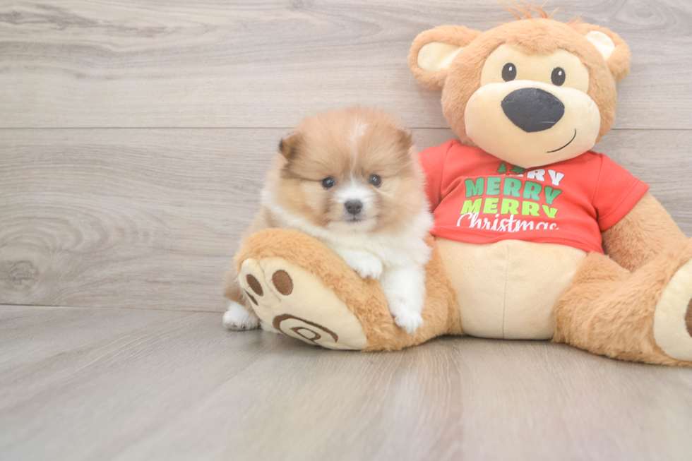 Pomeranian Pup Being Cute
