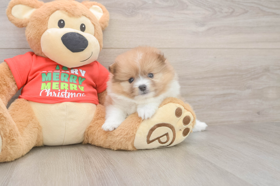 Playful Pomeranian Purebred Pup