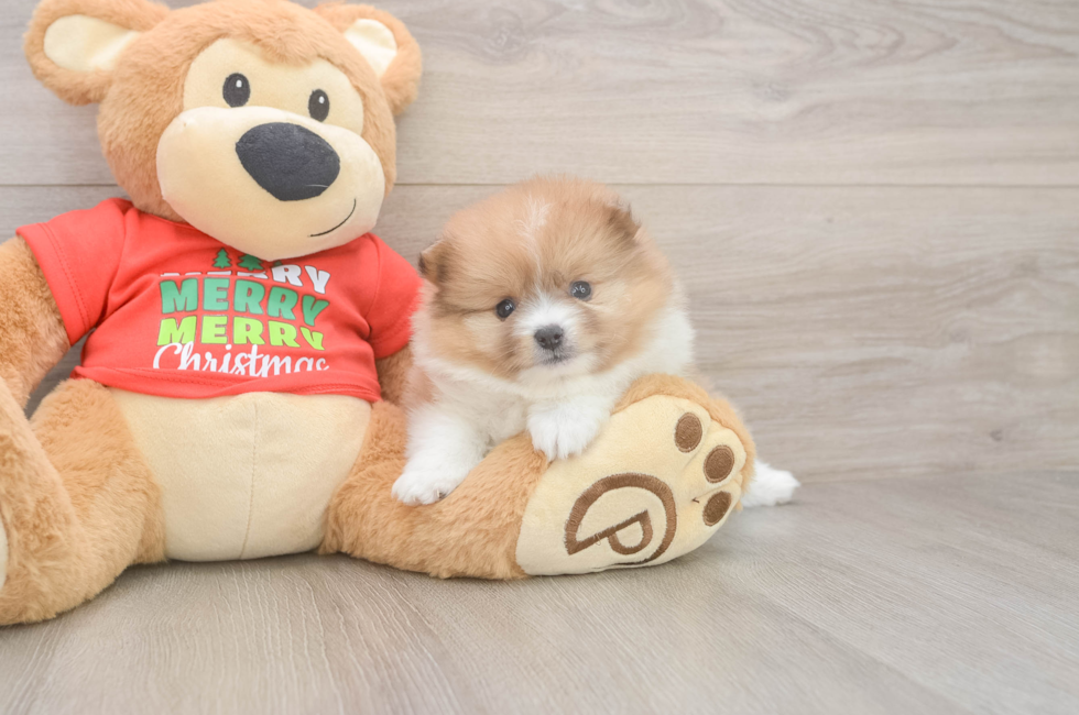5 week old Pomeranian Puppy For Sale - Premier Pups