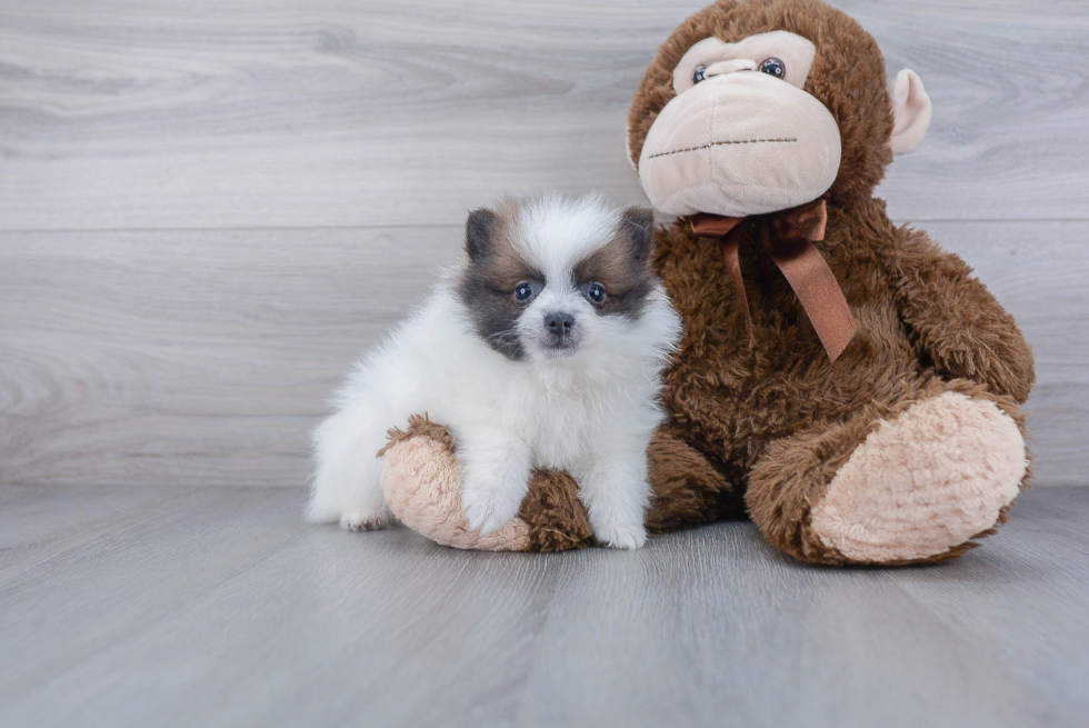 Energetic Pomeranian Purebred Puppy