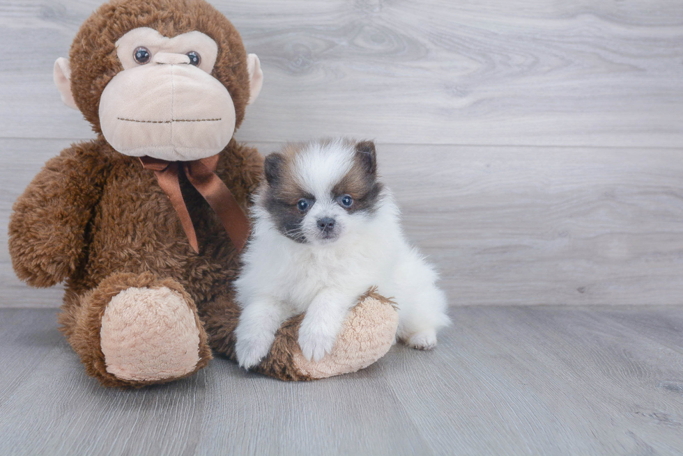 Small Pomeranian Purebred Pup