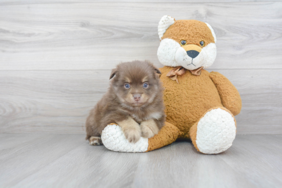 Little Pomeranian Baby