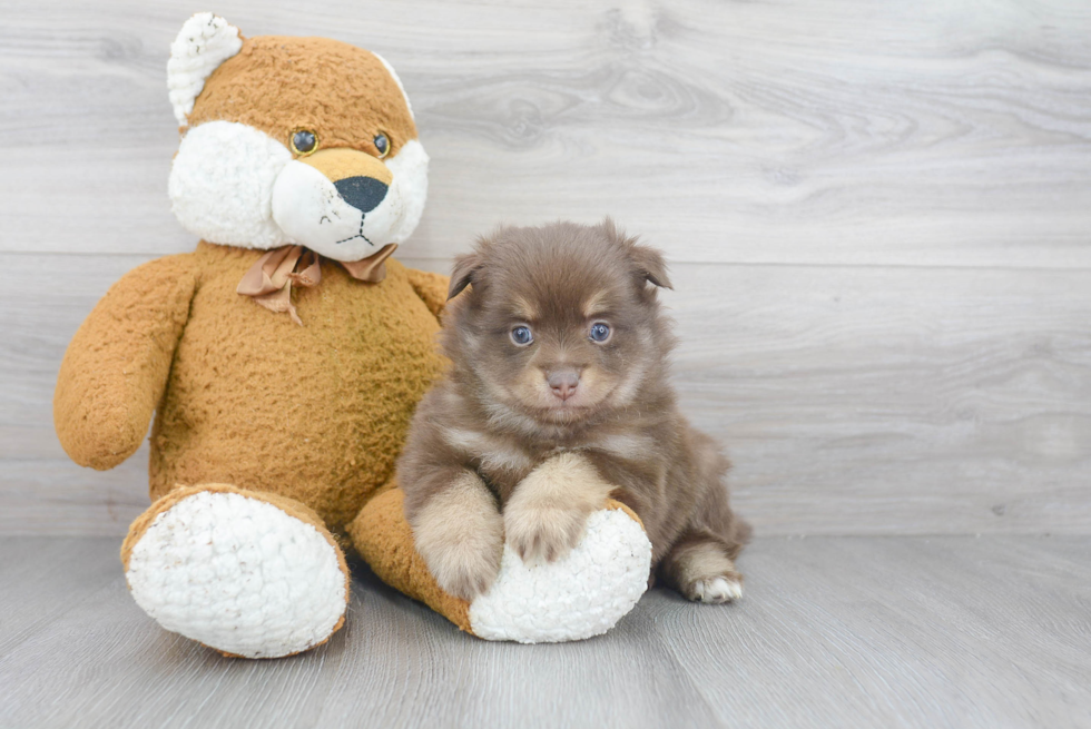 Funny Pomeranian Purebred Pup