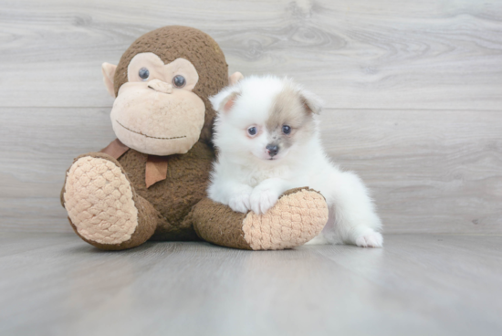 Friendly Pomeranian Purebred Pup