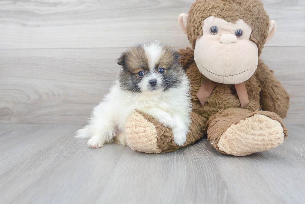 Pomeranian Puppy for Adoption