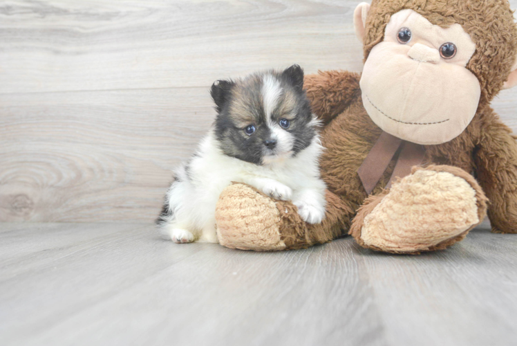 Funny Pomeranian Purebred Pup