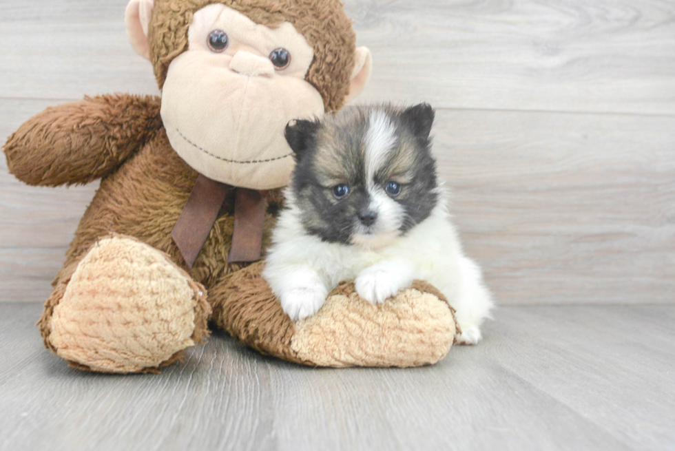 Best Pomeranian Baby