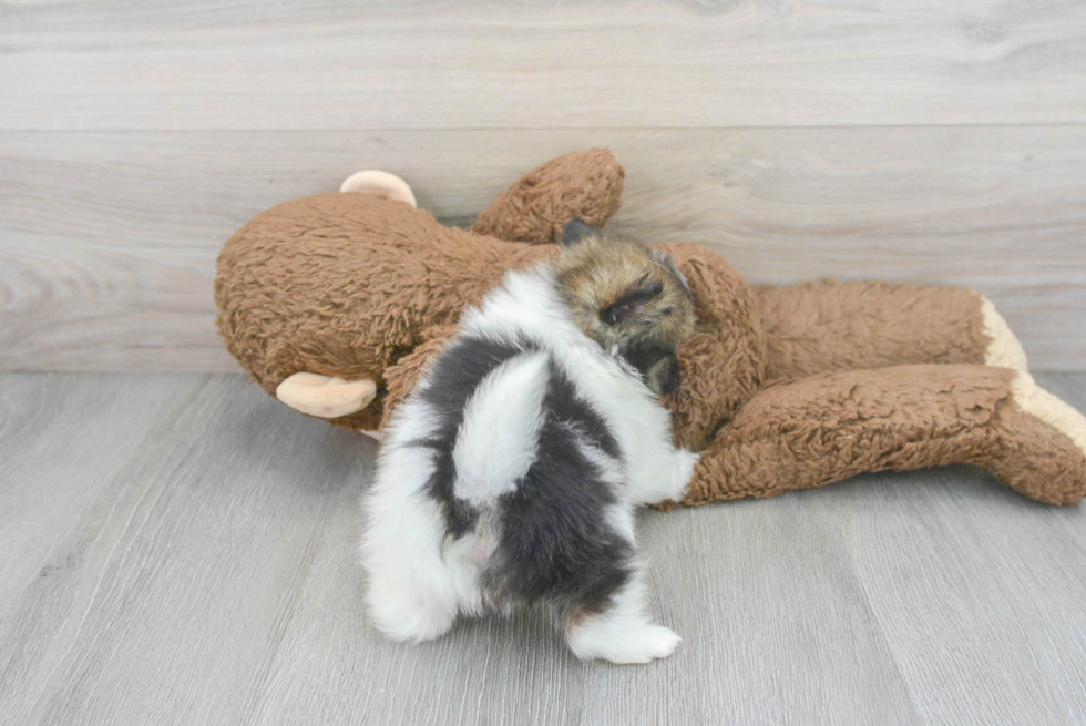 Pomeranian Puppy for Adoption