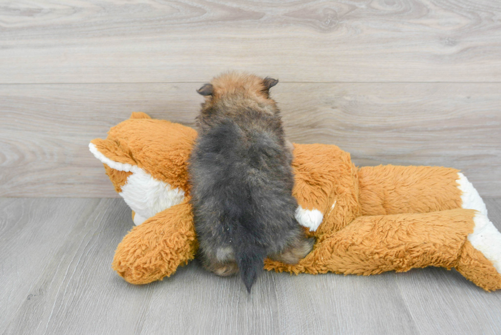Friendly Pomeranian Baby