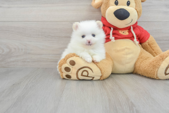 Pomeranian Puppy for Adoption